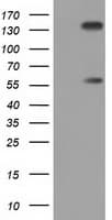 BTN1A1 Antibody (clone OTI4H10)