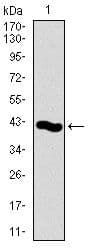 Monoclonal Mouse anti-Human PCNA Antibody (clone 7H4F8, Amino Acid: 53-196, IHC, WB)