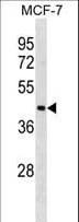 NF45 / ILF2 Antibody (aa84-112)