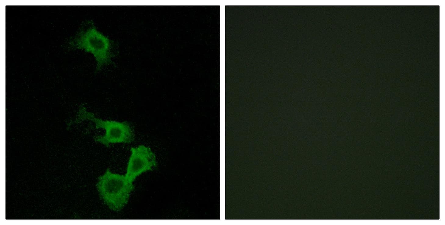 DAB1 Antibody (p232)