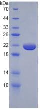 Rat TNF Alpha Protein (Recombinant His-T7)