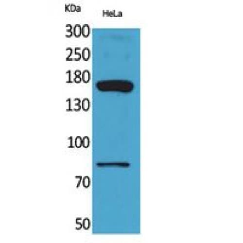 CD163L1 / SCART1 Antibody (391-440 aa, Internal)