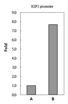 Polyclonal Rabbit anti-Human PAX8 Antibody (aa1-204, IHC, WB)