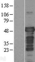 MAPT / Tau Protein (Over-Expression Lysate Myc-DDK (Flag))