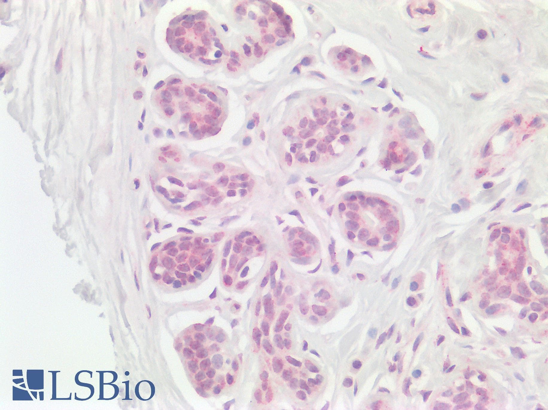 NLRX1 Antibody (C-Terminus)