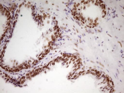 HMG20A Antibody (aa1-281, clone OTI2H4)