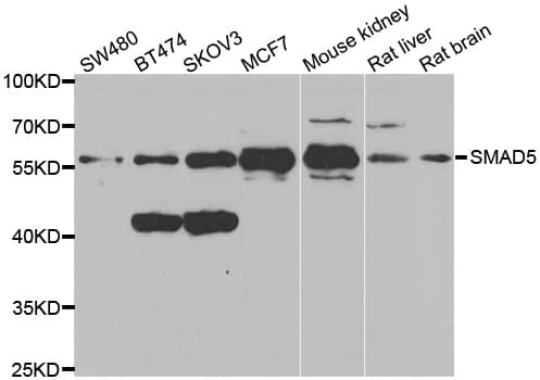 SMAD5 Antibody