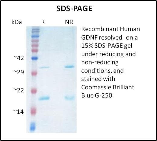 Human GDNF Protein (Recombinant)