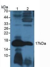 GCG / Glucagon Antibody (aa21-180, APC)