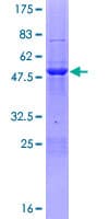 Human PHF19 Protein (Recombinant GST)