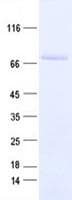 Human ZKSCAN1 / ZNF36 Protein (Recombinant His, N-Terminal)