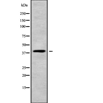 WNT4 Antibody
