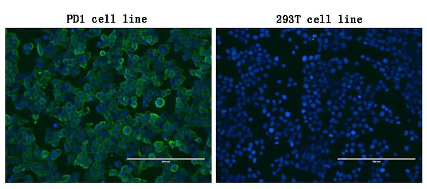 PDCD1 / CD279 / PD-1 Antibody (clone OTI17G9)