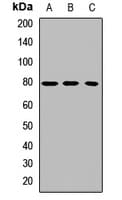 LHCGR / LHR / LH Receptor Antibody