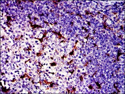 BPIFB1 Antibody (clone 2A5)