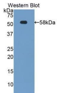 TFPI / LACI Antibody (aa29-251, Biotin)