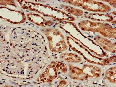 GNG10 Antibody