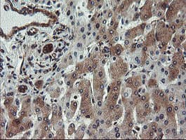 Monoclonal Mouse anti-Human VBP1 Antibody (clone OTI2C2, IHC, WB)