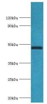 TEAD1 Antibody (aa135-215)