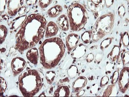 SERPINB1 Antibody (clone OTI3B4)