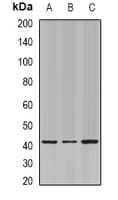 Polyclonal Rabbit anti-Human ELF3 / ESE1 Antibody (IHC, IF, WB)