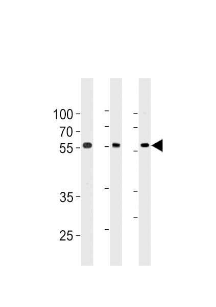 TRIM6 Antibody (aa26-55)