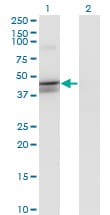 CANT1 Antibody (clone 1A1)