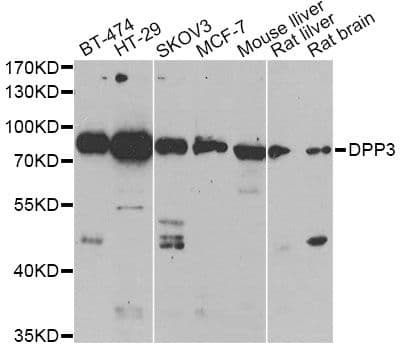 Dipeptidyl Peptidase 3 / DPP3 Antibody