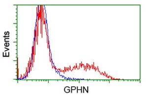 Gephyrin Antibody (clone OTI7B6)