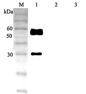 ANGPTL3 Antibody