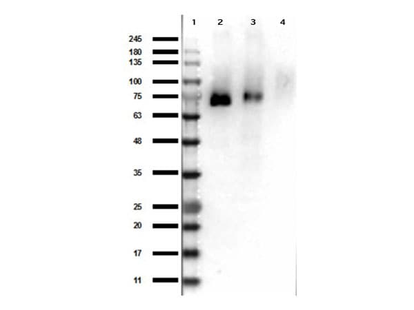 Polyclonal Rabbit anti-Human MST1R / RON Antibody (phospho-Tyr1353, WB)