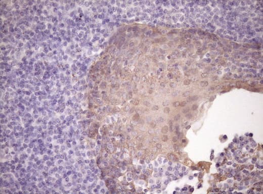 SIRPA / CD172a Antibody (clone OTI7B3)