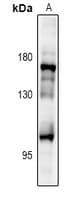 IRS2 / IRS-2 Antibody