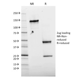 JUN / c-Jun Antibody (clone C-J 4C4/1)