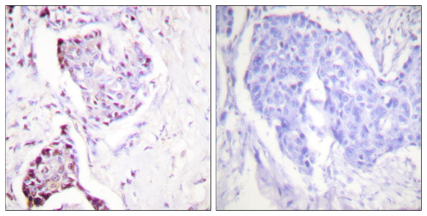 Ubiquitin Antibody