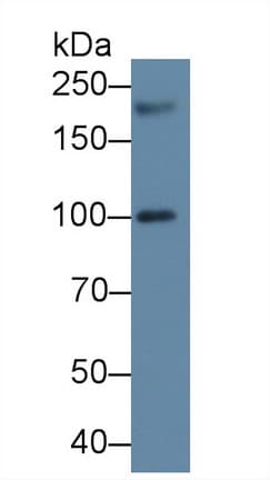 PEX1 Antibody