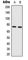 IHC-plus™ MYB / c-Myb Antibody (N-Terminus)