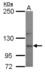 USP26 Antibody (C-Terminus)