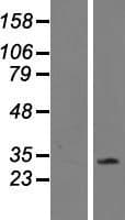CD300LF / CD300f Protein (Over-Expression Lysate Myc-DDK (Flag))