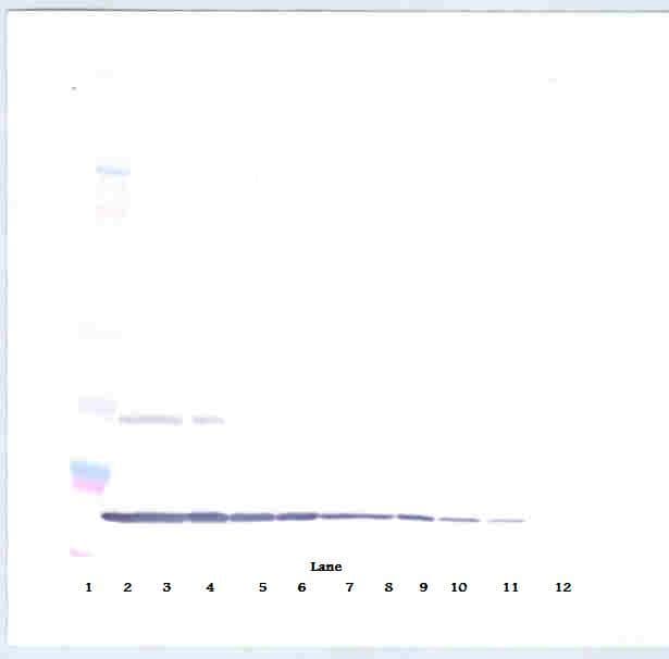 IHC-plus™ IL-10 Antibody