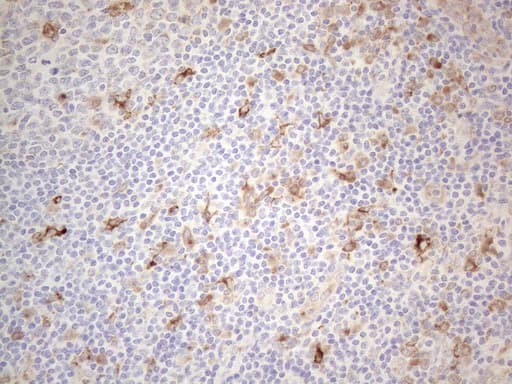 GRN / Granulin Antibody (aa327-593, clone OTI4B9)