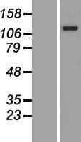 ANKRD27 Protein (Over-Expression Lysate Myc-DDK (Flag))