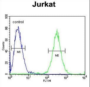 ST3GAL5 / GM3 Synthase Antibody (aa389-418)