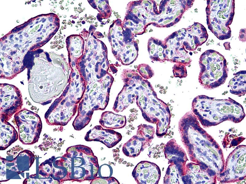 IHC-plus™ LAMP2 / CD107b Antibody