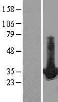 HDGF Protein (Over-Expression Lysate Myc-DDK (Flag))