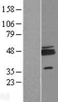 RNF115 / BCA2 Protein (Over-Expression Lysate Myc-DDK (Flag))