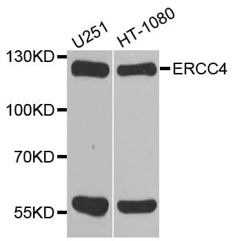 ERCC4 / XPF Antibody