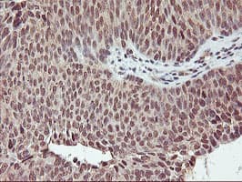 CYP2A6 Antibody (clone OTI1D2)