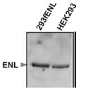 ENL / MLLT1 Antibody (clone 3.1.1)