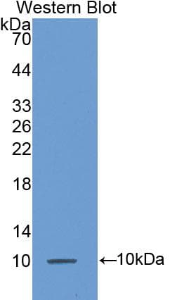 CCL7 / MCP3 Antibody (aa28-97, Cy3)